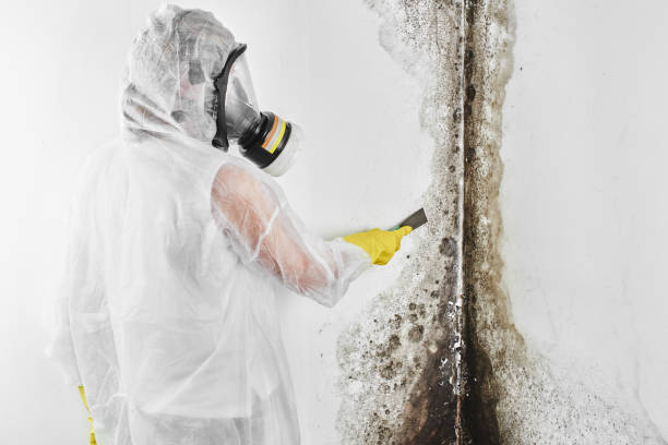Best Fast Mold Removal  in La Presa, CA
