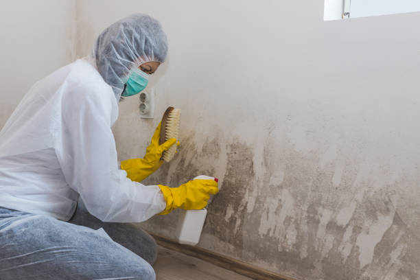 Best Professional Mold Removal  in La Presa, CA