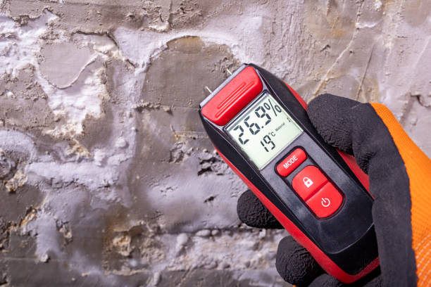 Best Same-Day Mold Removal  in La Presa, CA