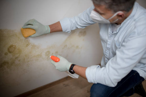 Best Black Mold Removal  in La Presa, CA