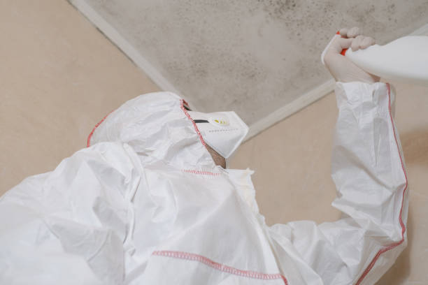 Best Mold Damage Repair  in La Presa, CA