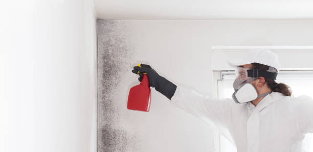 Best Local Mold Removal Service  in La Presa, CA