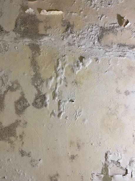 Certified Mold Removal in La Presa, CA