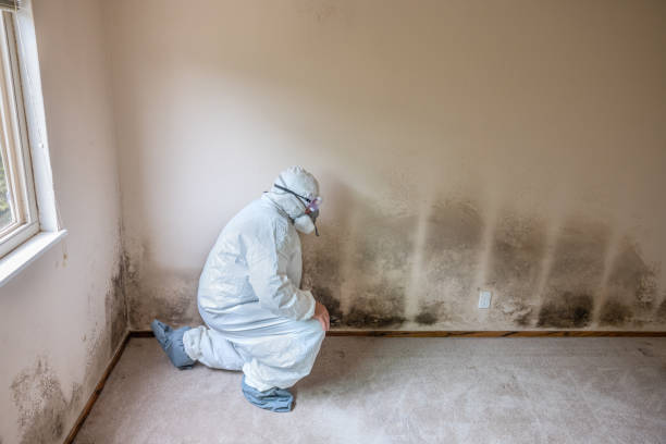 Best Mold Testing  in La Presa, CA