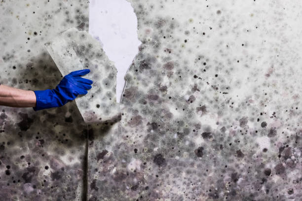 Best Commercial Mold Removal  in La Presa, CA