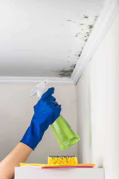 Mold Removal Process in La Presa, CA