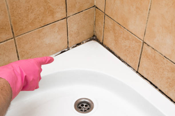 Best Certified Mold Removal  in La Presa, CA