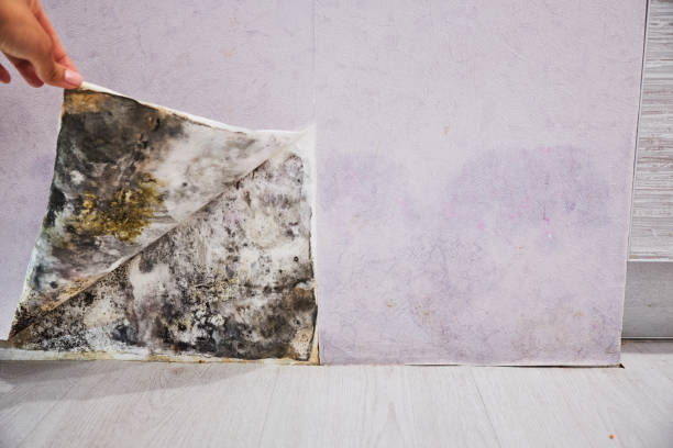 Best Best Mold Removal Companies  in La Presa, CA